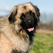 Estrela