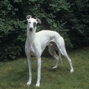 Greyhound