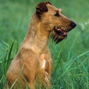 Irish Terrier