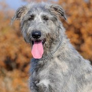 Irish wolfhound