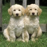 Labradoodle