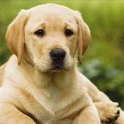 Labrador - szczeniak