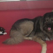 siesta