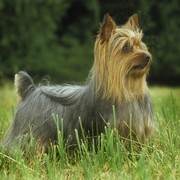Silky Terrier