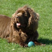 Sussex spaniel