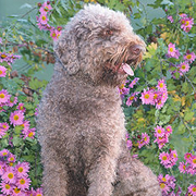 Lagotto