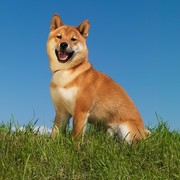 Shiba
