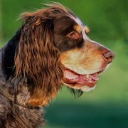 Spaniel pikardyjski