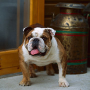 Buldog