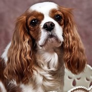 Cavalier