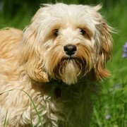 Cavapoo