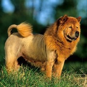 Chow chow lew