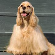 Cocker spaniel amerykański