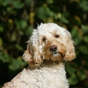 Cockerpoo
