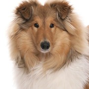 Collie