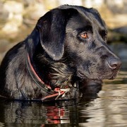 Czarny Labrador