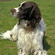 French spaniel
