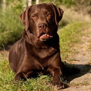 Labrador czekoladowy