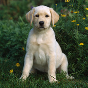 Labrador