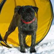 Mops i tunel
