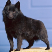 Schipperke