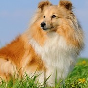 Sheltie