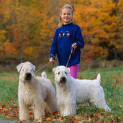 Soft Coated Wheaten Terrier
