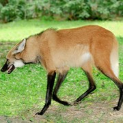 Wilk grzywiasty