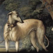 Wizja Greyhounda