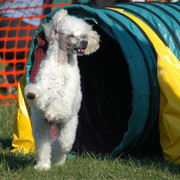 Zawody agility