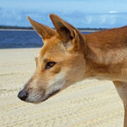 Dingo