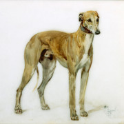 Greyhound