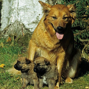 Harzer Fuchs