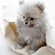 Pomeranian