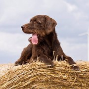Pudelpointer