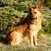 Rasa Harzer Fuchs