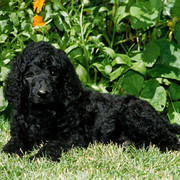 Szczeniak Labradoodle