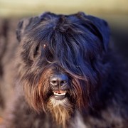 Bouvier des Flandres