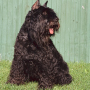 Bouvier
