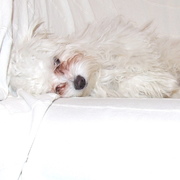 Lunka