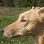 Lurcher