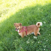 Molly na spacerze