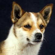 Norsk Lundehund