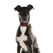 Pies Lurcher