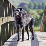 Pies rasy Lurcher