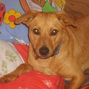 Scooby Doo