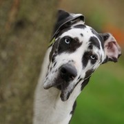 A kuku!