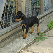 Angielski toy terrier