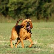 bloodhound
