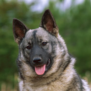 Norwegian Elkhound